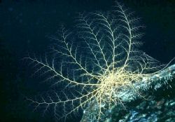'BASKET STAR' Certainly one of our Coral Kindom's rather ... by Rick Tegeler 